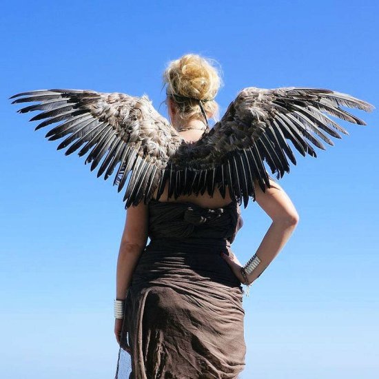 Feather Wings Mocking Jay Large - Click Image to Close